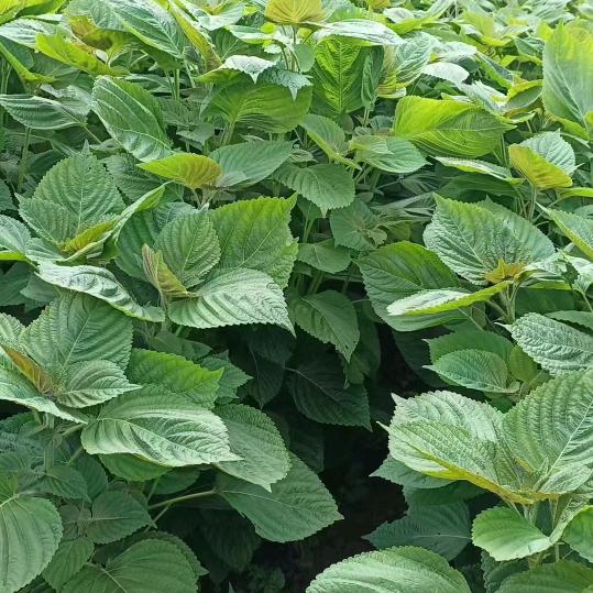 二当家，农村收山货