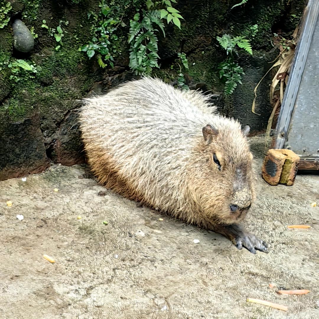 躺板板