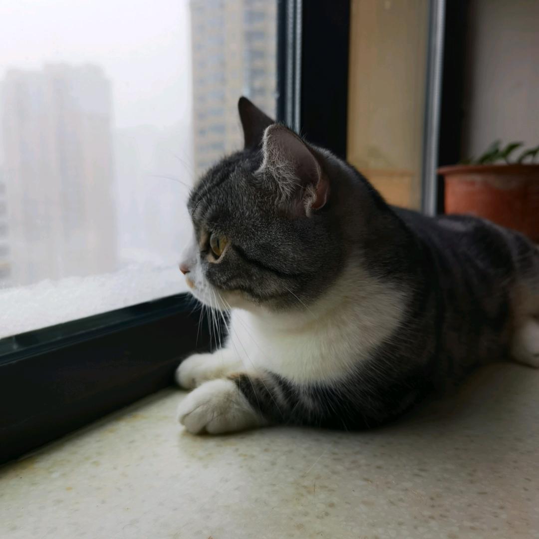 孟想成真！