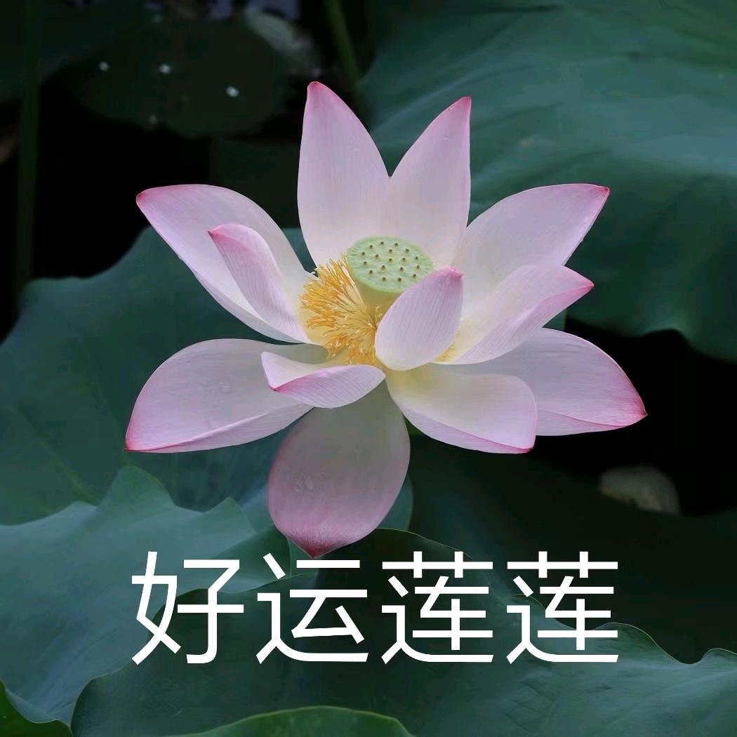 梅攸乾（准备cp32版）