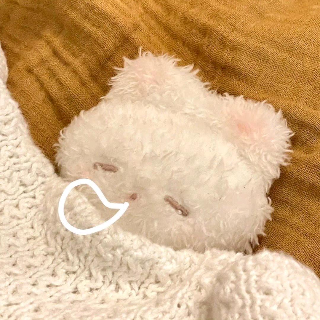 不吃蛋挞