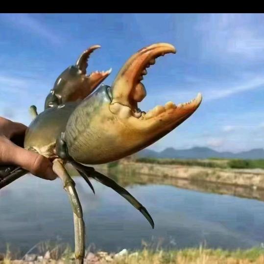 临朐大帅鲜活水产