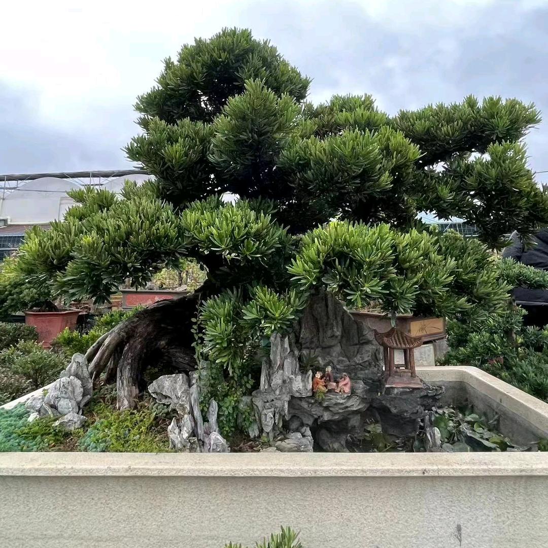 植韵盆景园艺