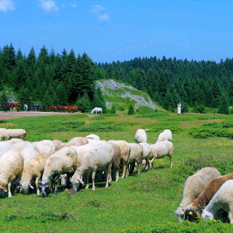 小杨家清真牛羊肉摩之西