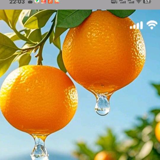 心❤️想柿🍊橙