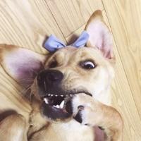 瓜子仁