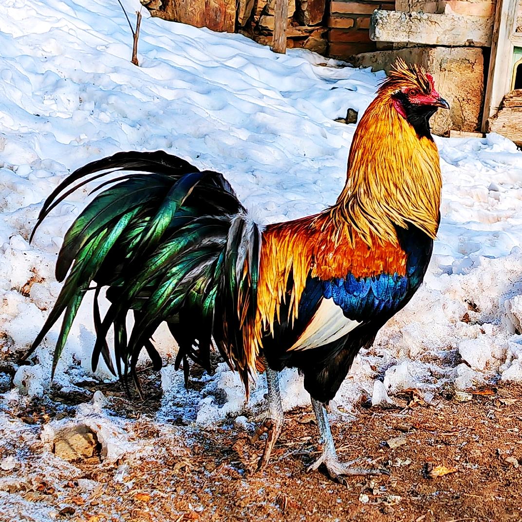 天祝藏族自治县秀花生态养殖场