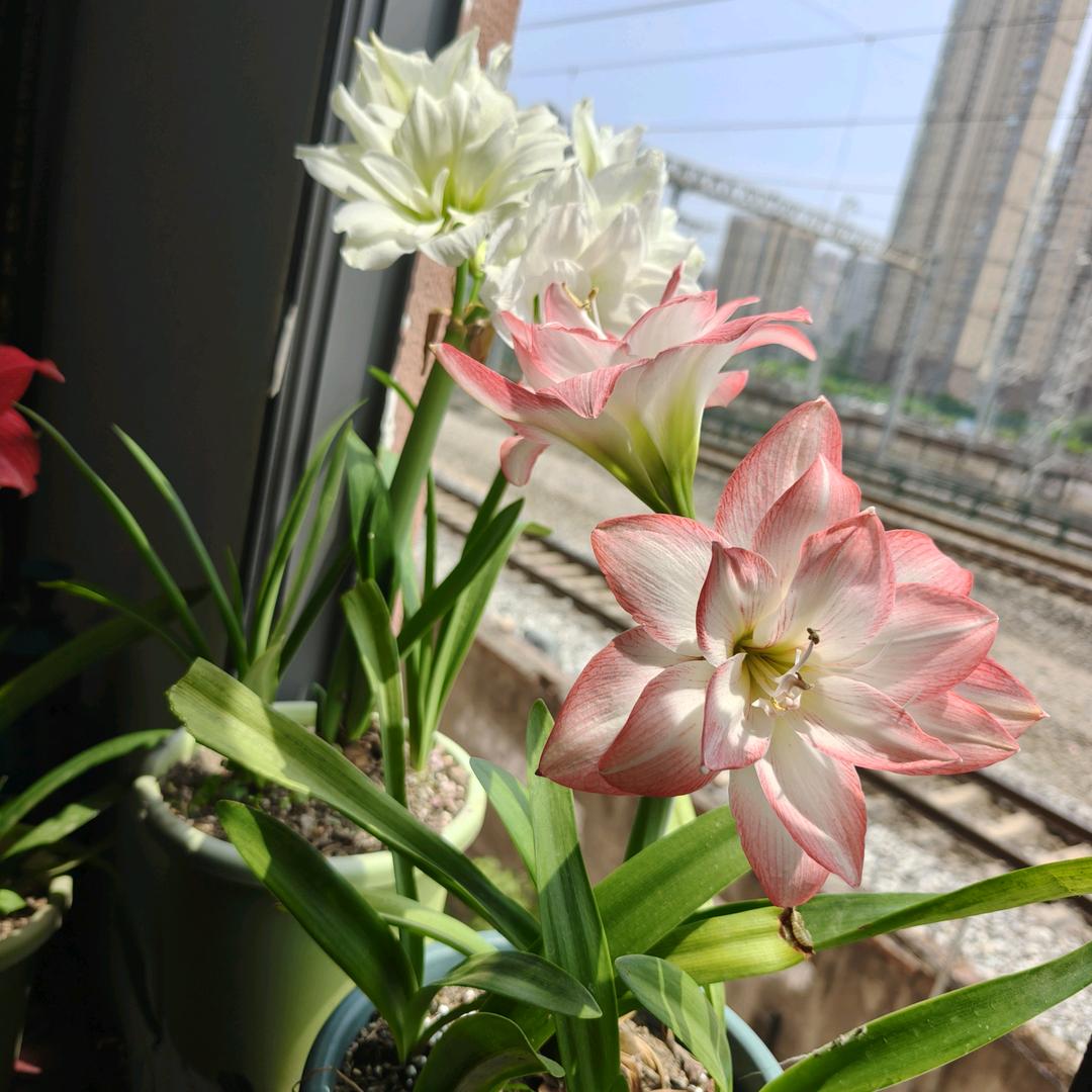 向阳而行