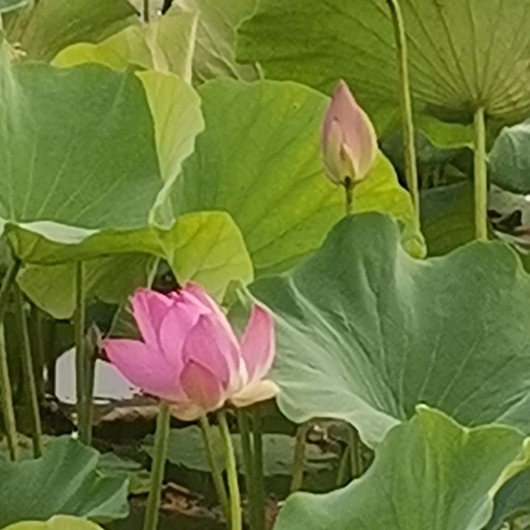 老马识途的旅居视角