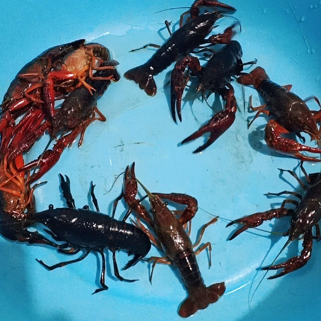 🌈戴眼镜会影响智商