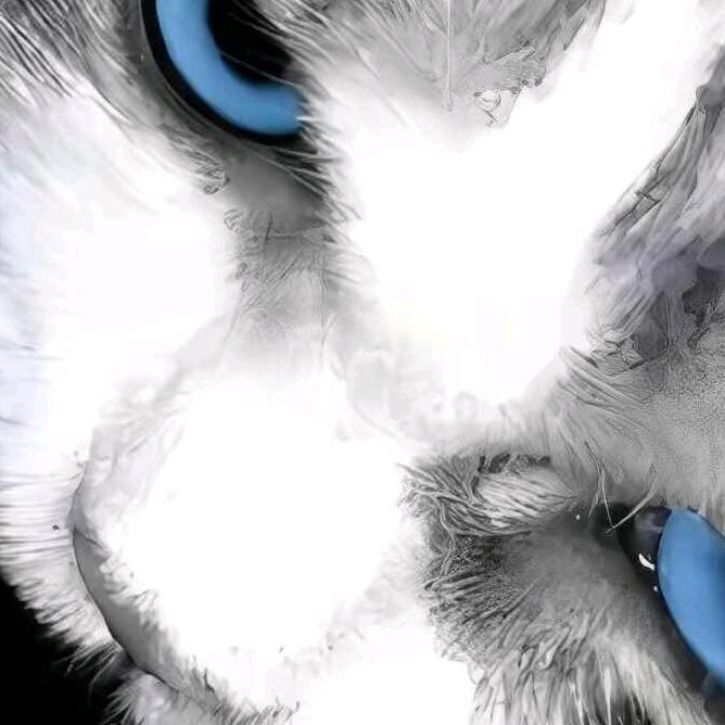 夜猫子🧿