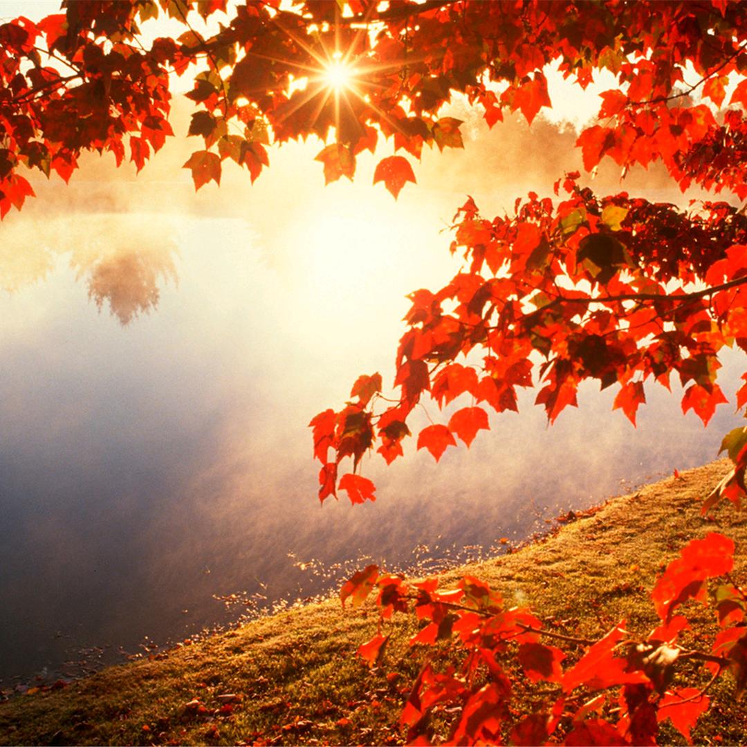 【介休鑫玛鲜花批零】