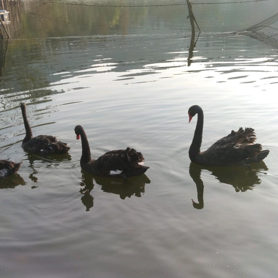 天天开心_248575096