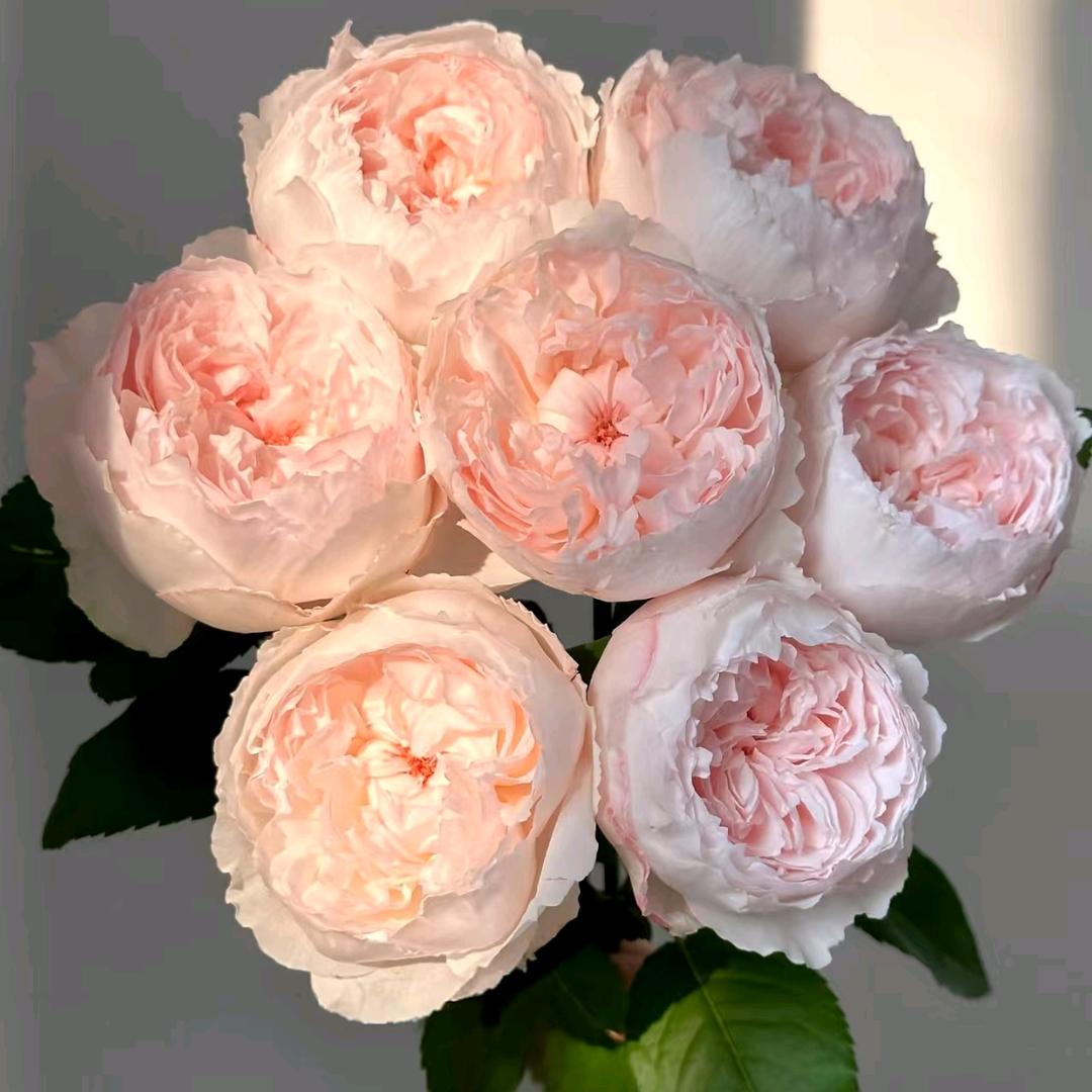 寻花Seeking Flowers
