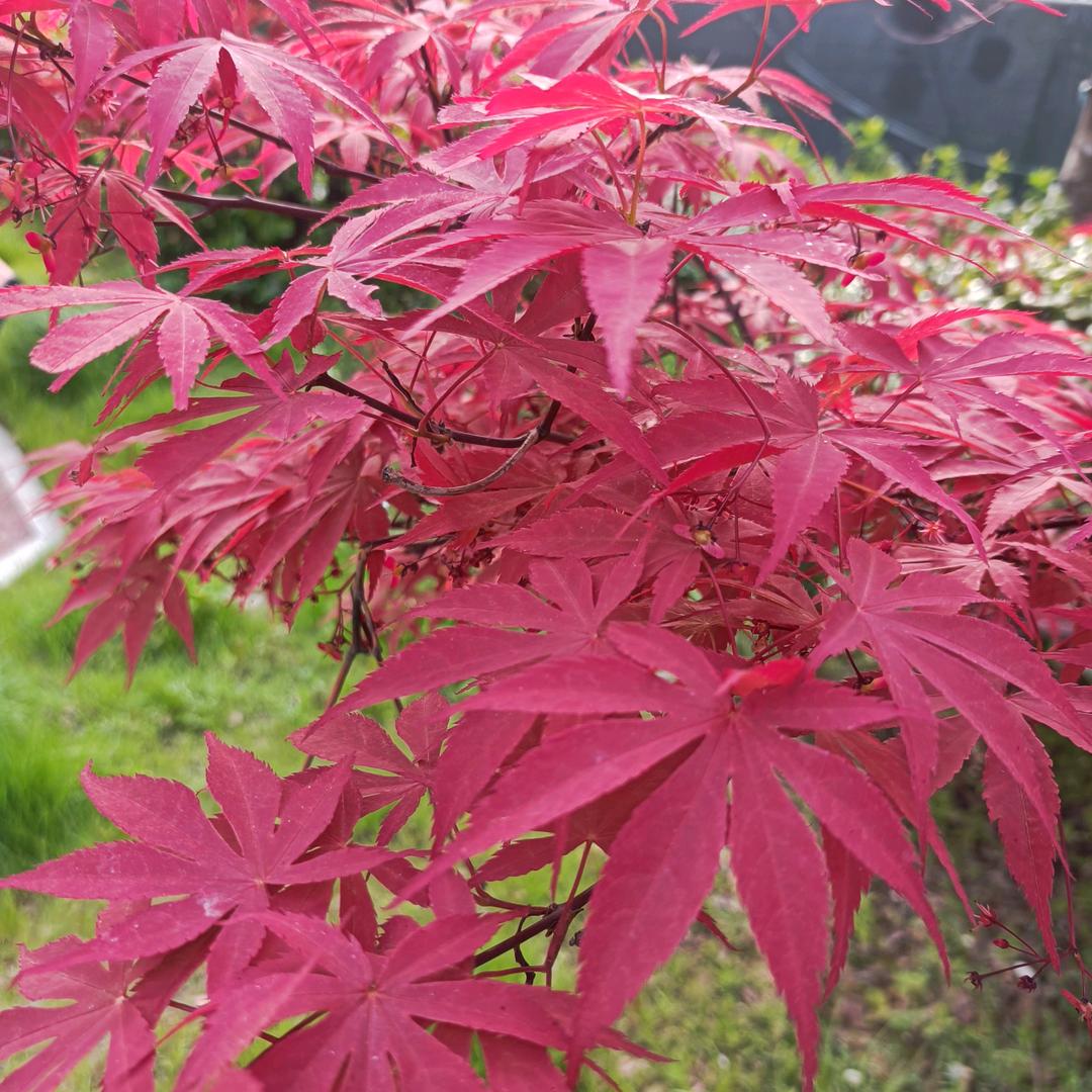 一花一世界！