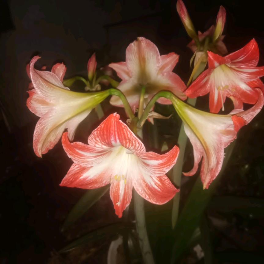 前进脚步🌻🌻🌻