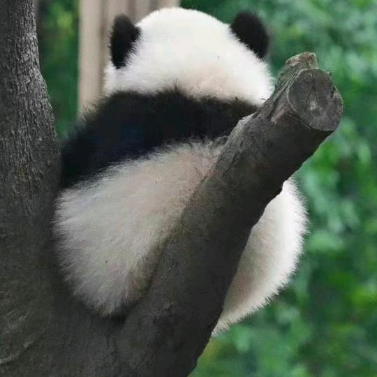 善良的天蝎