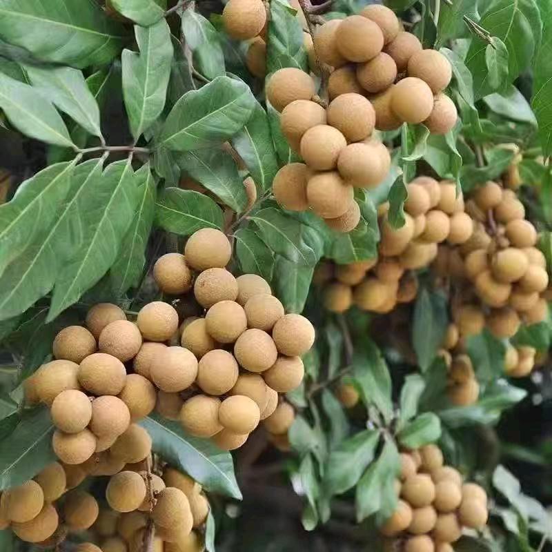 爆老思