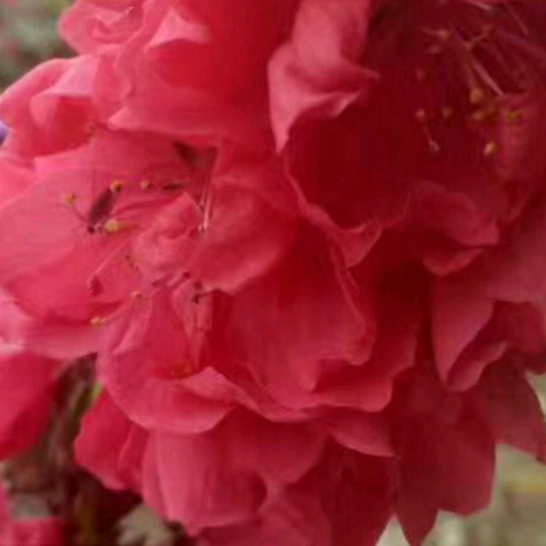 曦