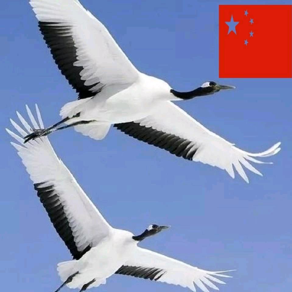 鸿雁