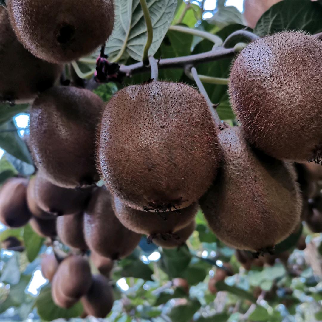 秦岺山下的猕猴桃子