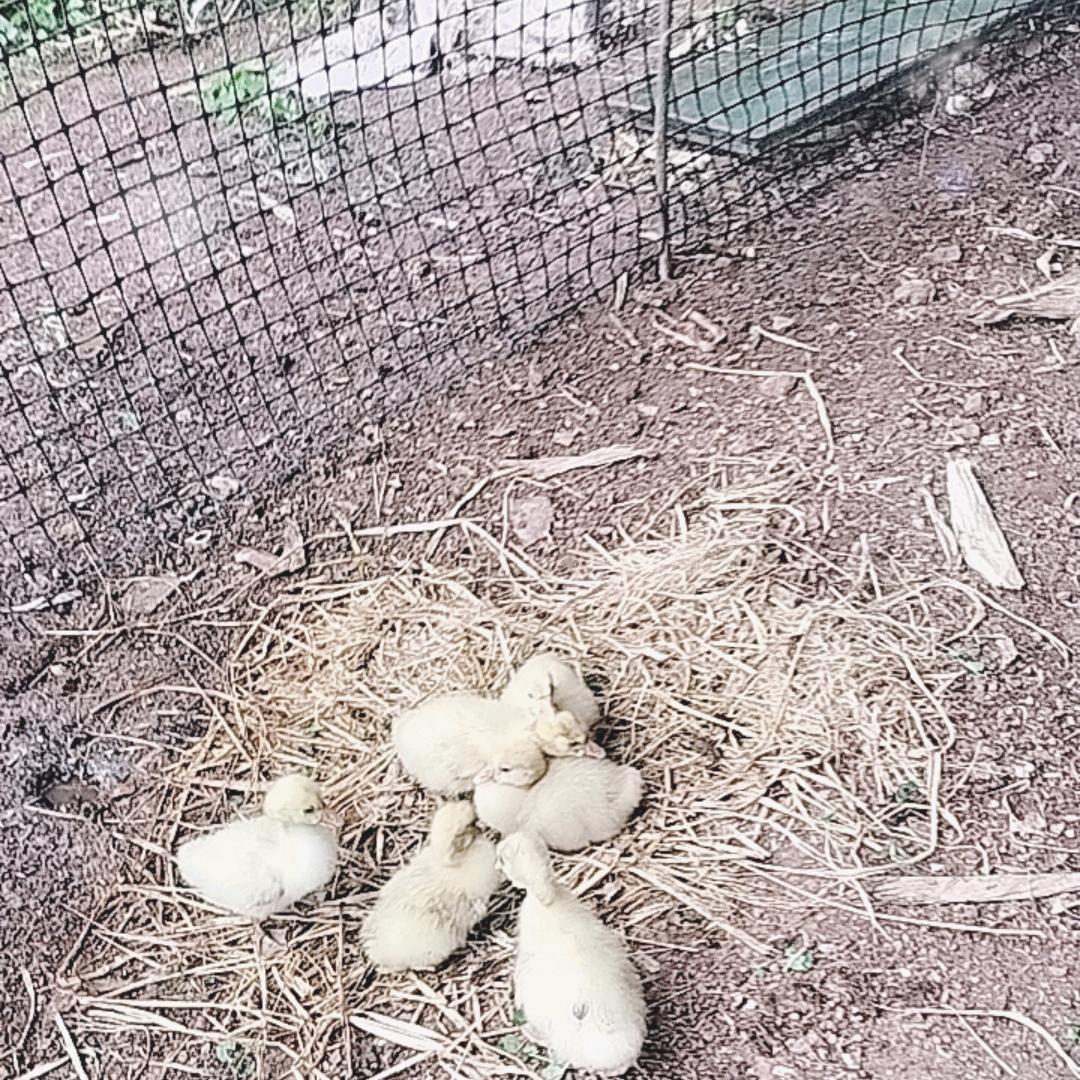 顺利如意