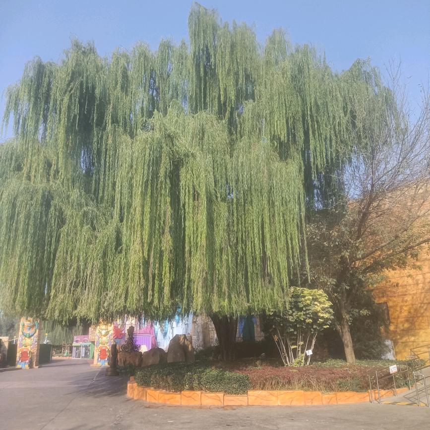 玫的🉑取