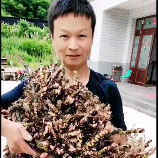大别山.石菖蒲(小陈)