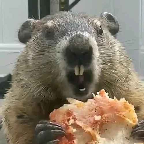 土拨鼠(づ ●─● )づ