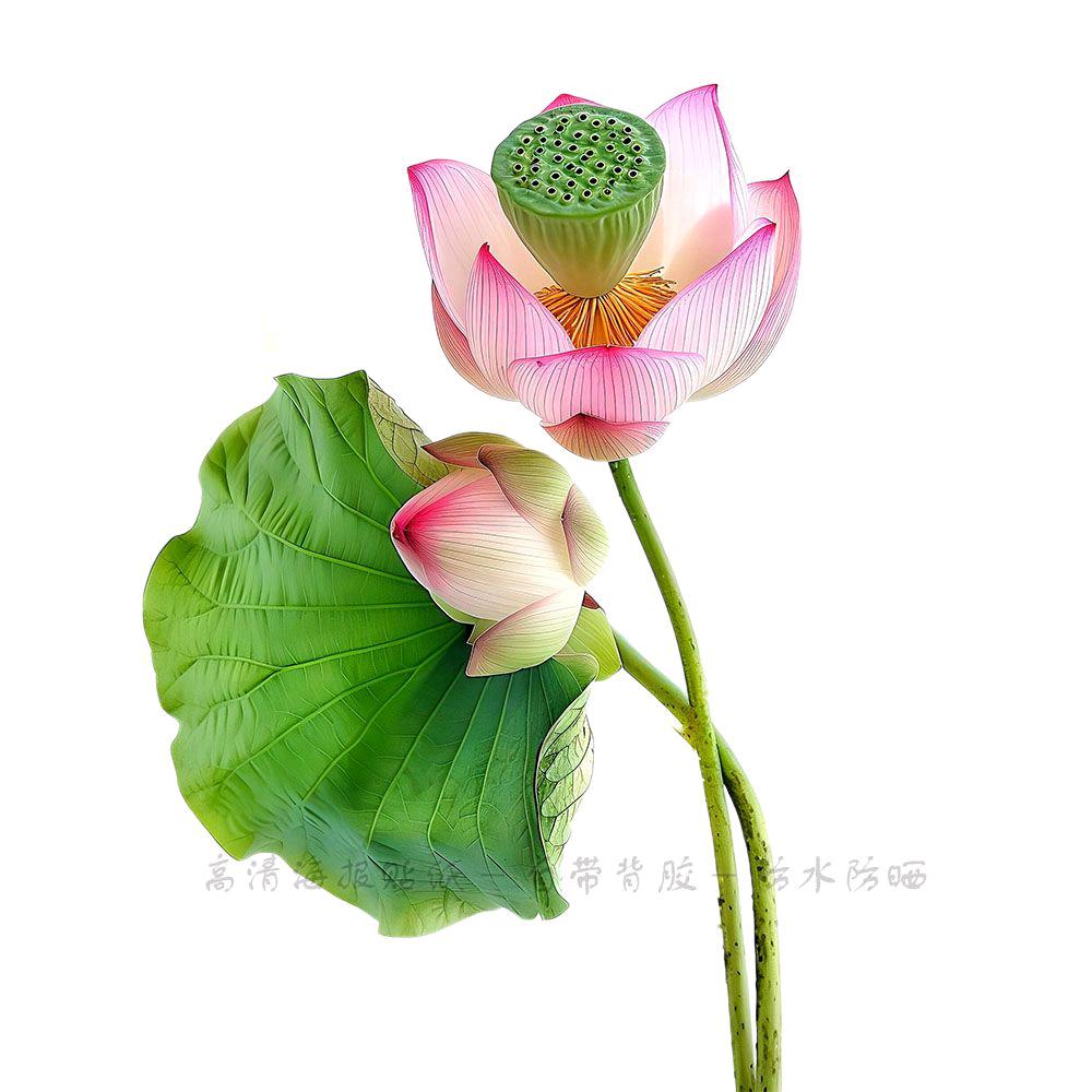 蓮花仙子¹