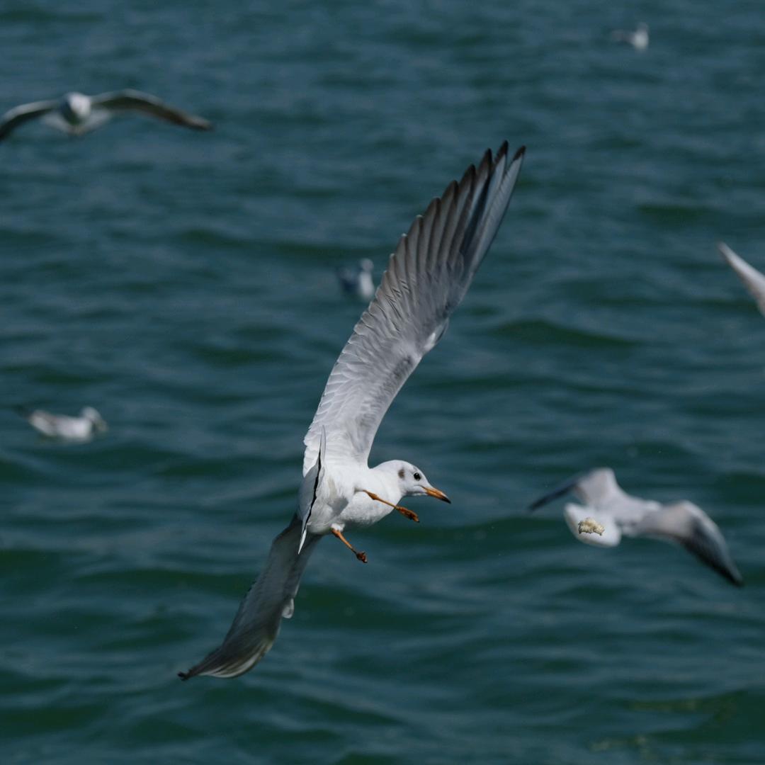 可爱又迷人的反派角色