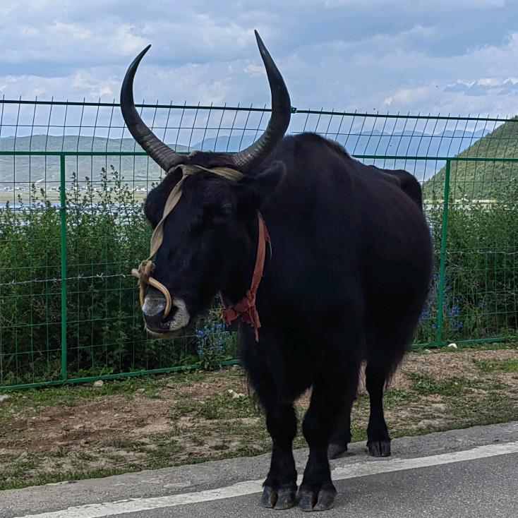 💫劉✨叁✨炮💫