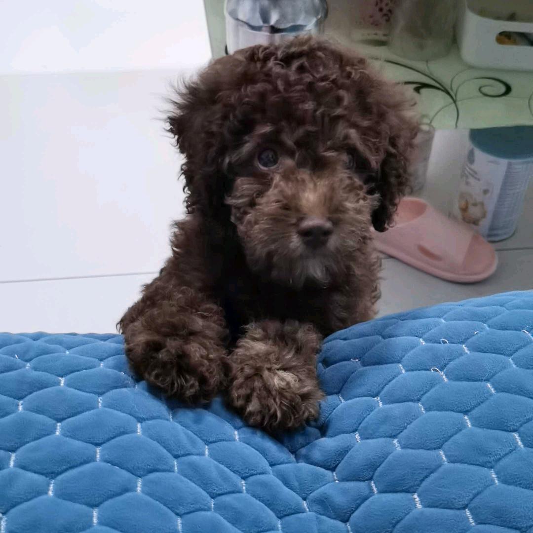 家有宝贝诺诺牛牛