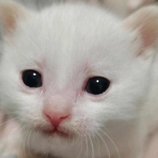 猫咪回家可领养