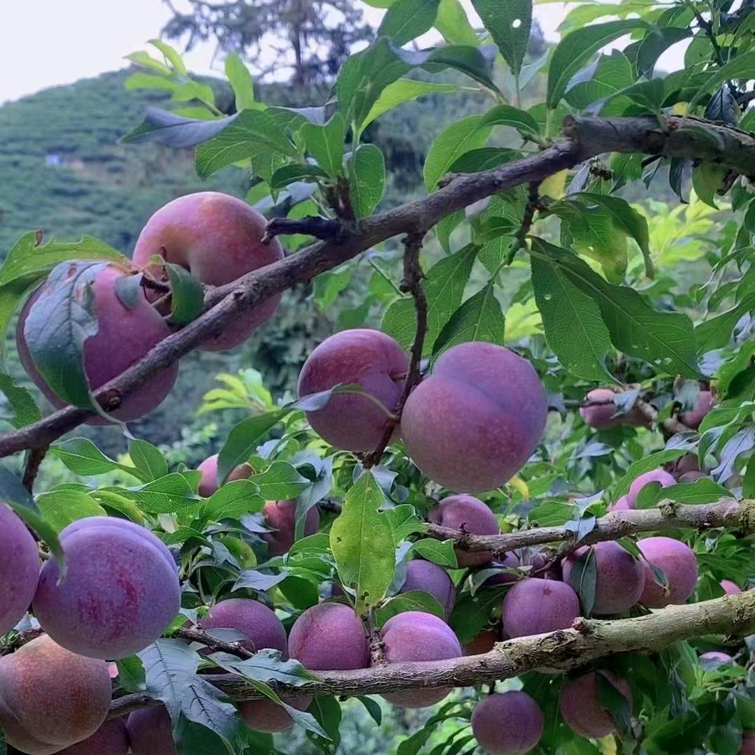 海哥农产品优选
