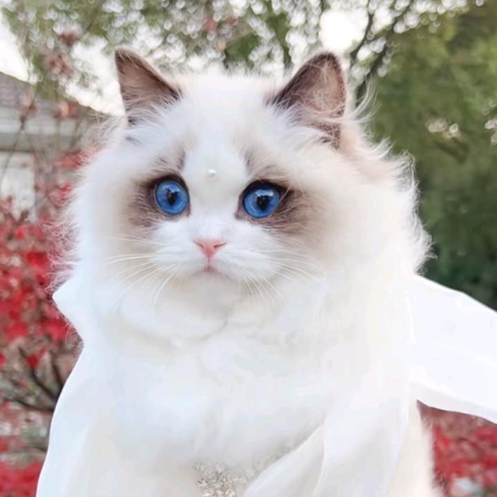 💞随风💞飘摇💞