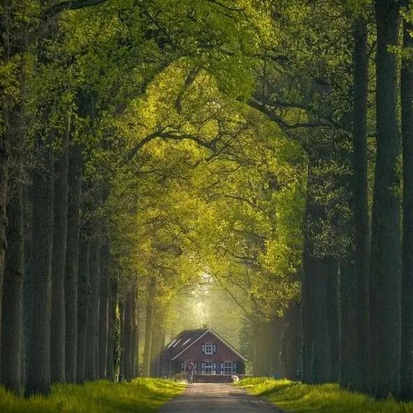 ꧁꫞꯭🍁枫叶树🍁