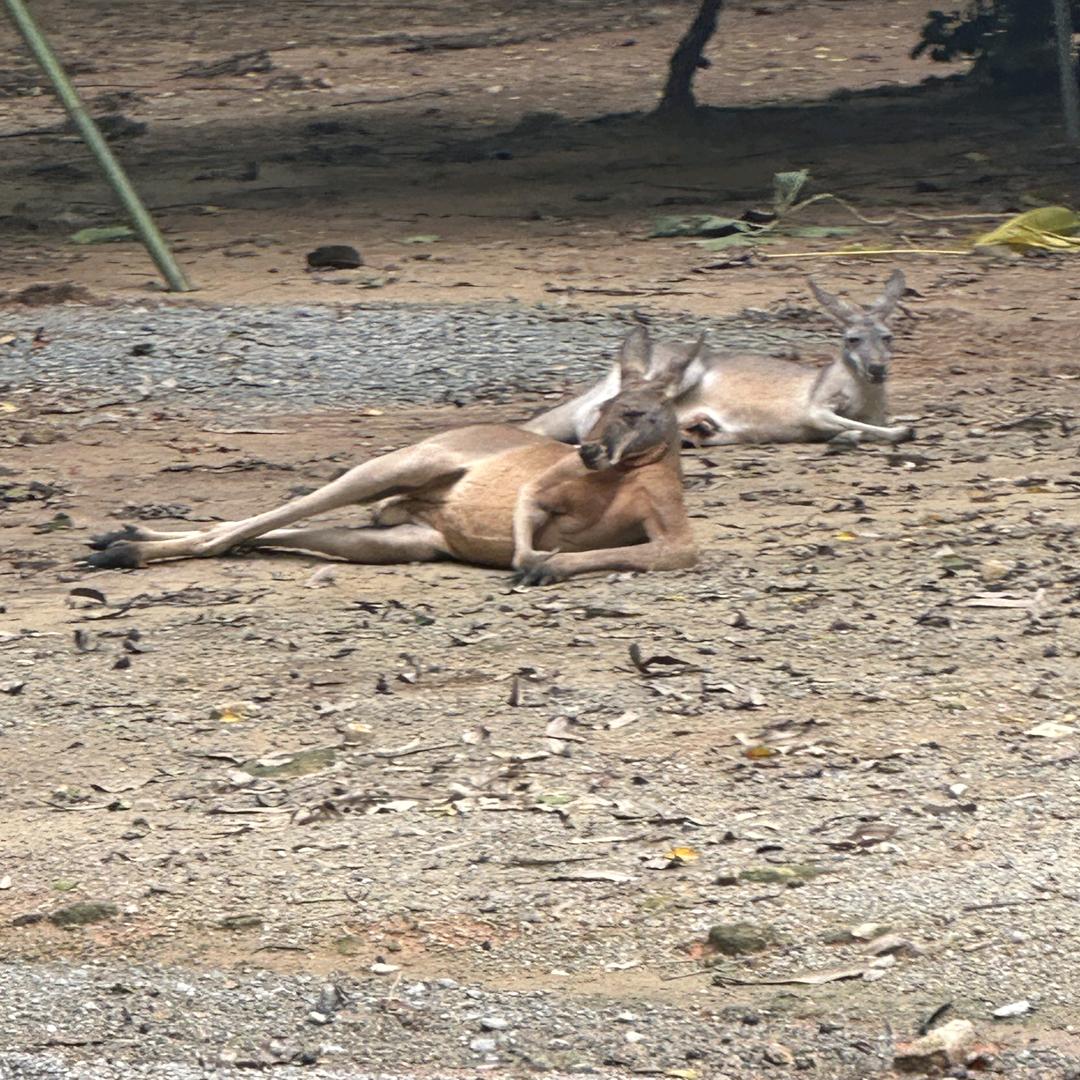 ཊ 锋  少᭄ཏ