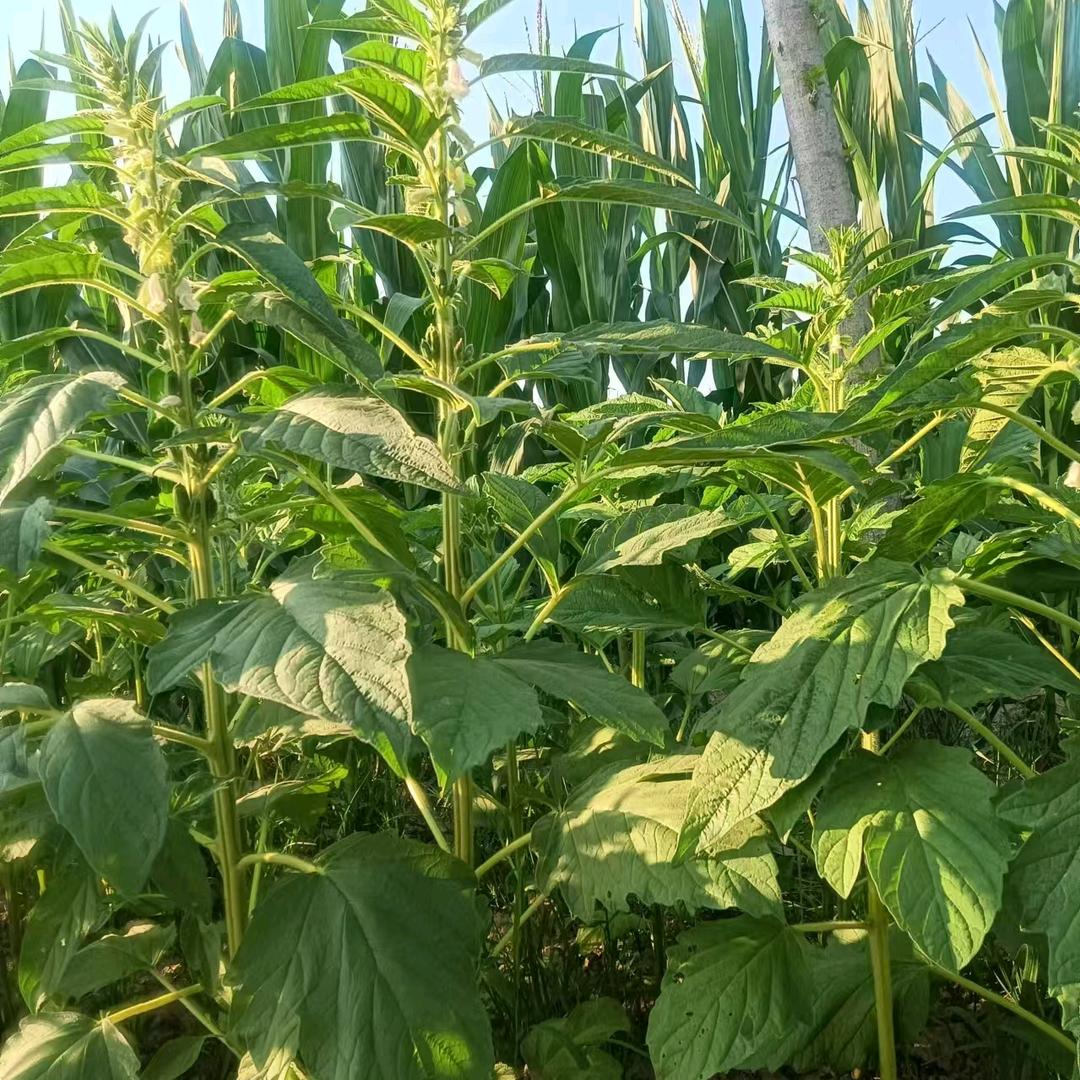 春暖花开遍地地