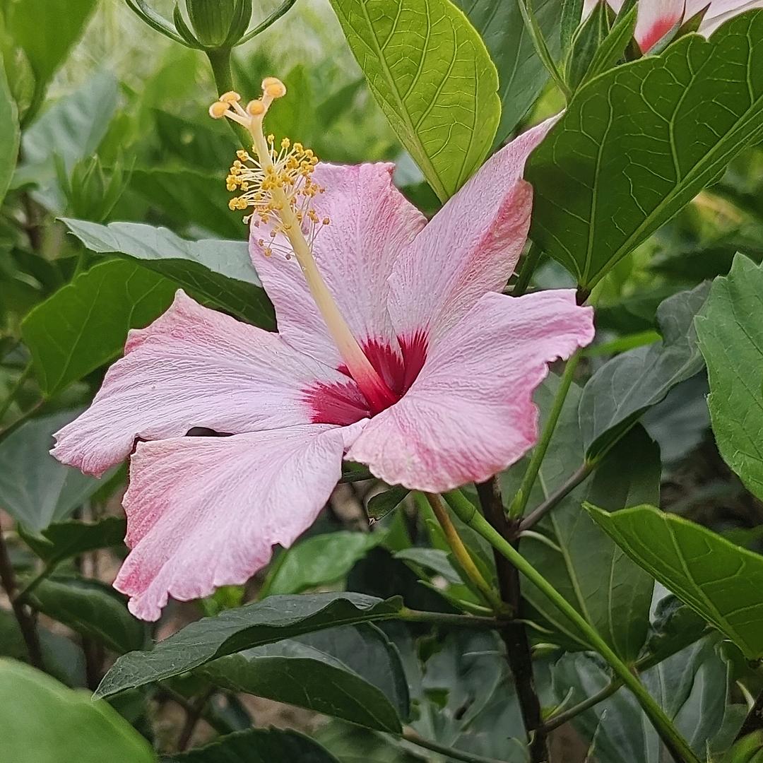 步步惊心