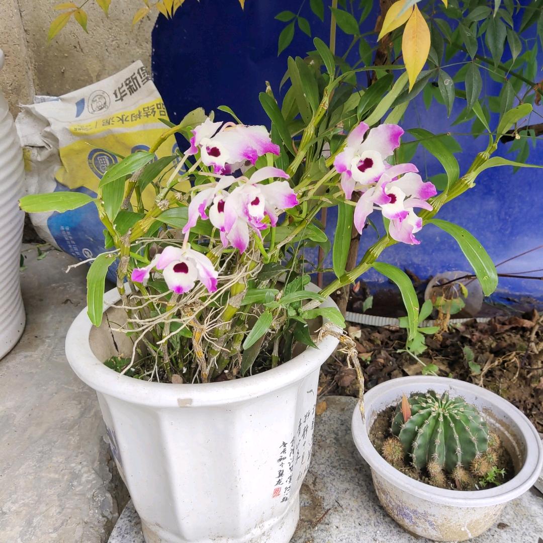 阿俊