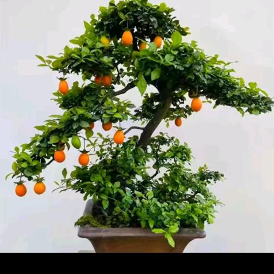 古方二哥、（非遗）瘦