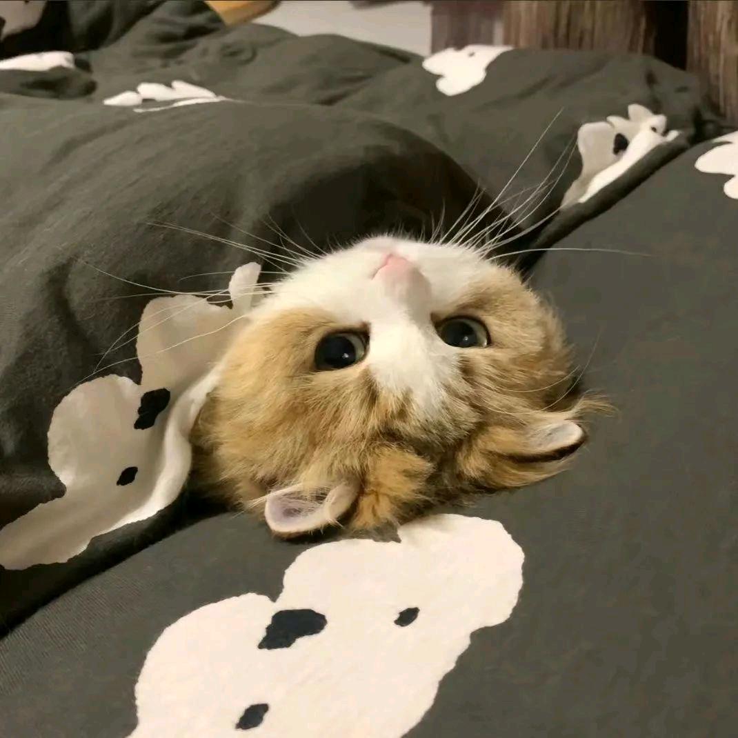 小瓜瓜