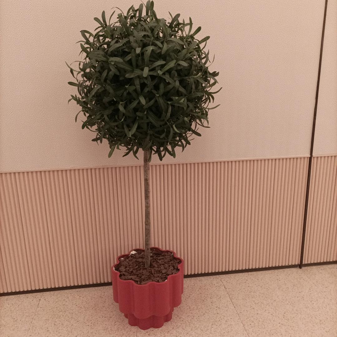 华丽转身