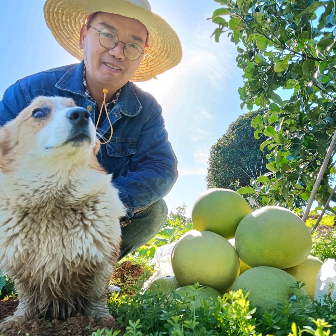 肖哥水蜜柚（常德）