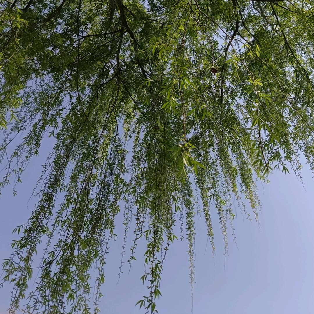 农村人松清