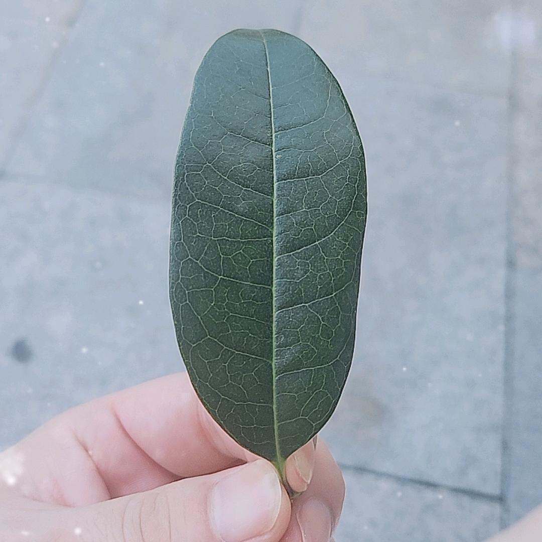 熬夜小王子
