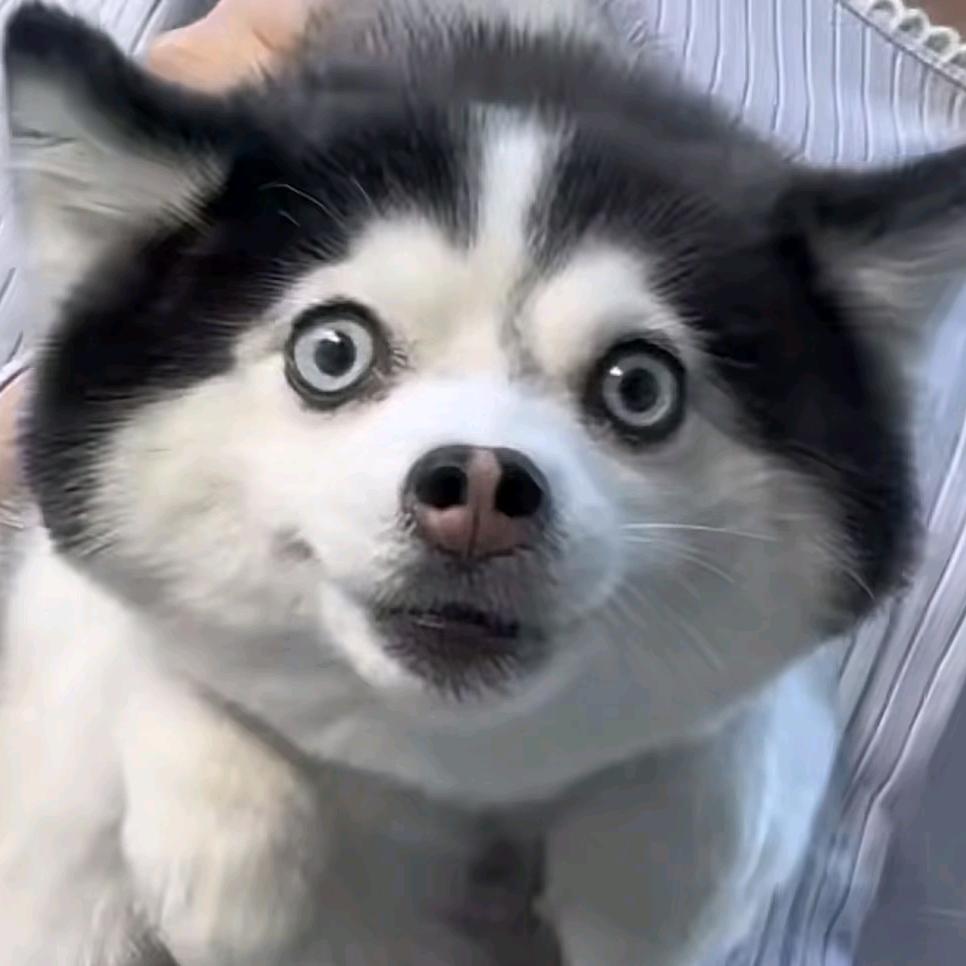 摆烂小狗