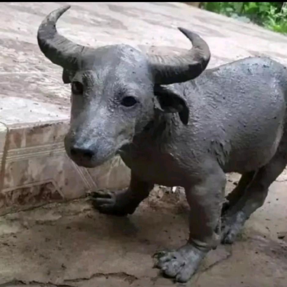 🔥金白水清🔥