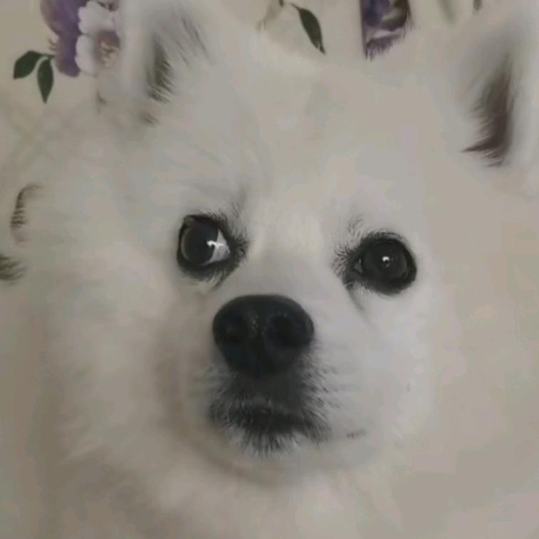 银狐壮壮《汪海》